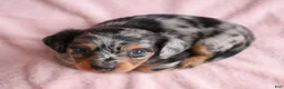 Miniature Dachshund dogs for sale: AKC King - Ad 3