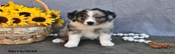 Australian Shepherd dogs for sale: Tammy - Ad 4