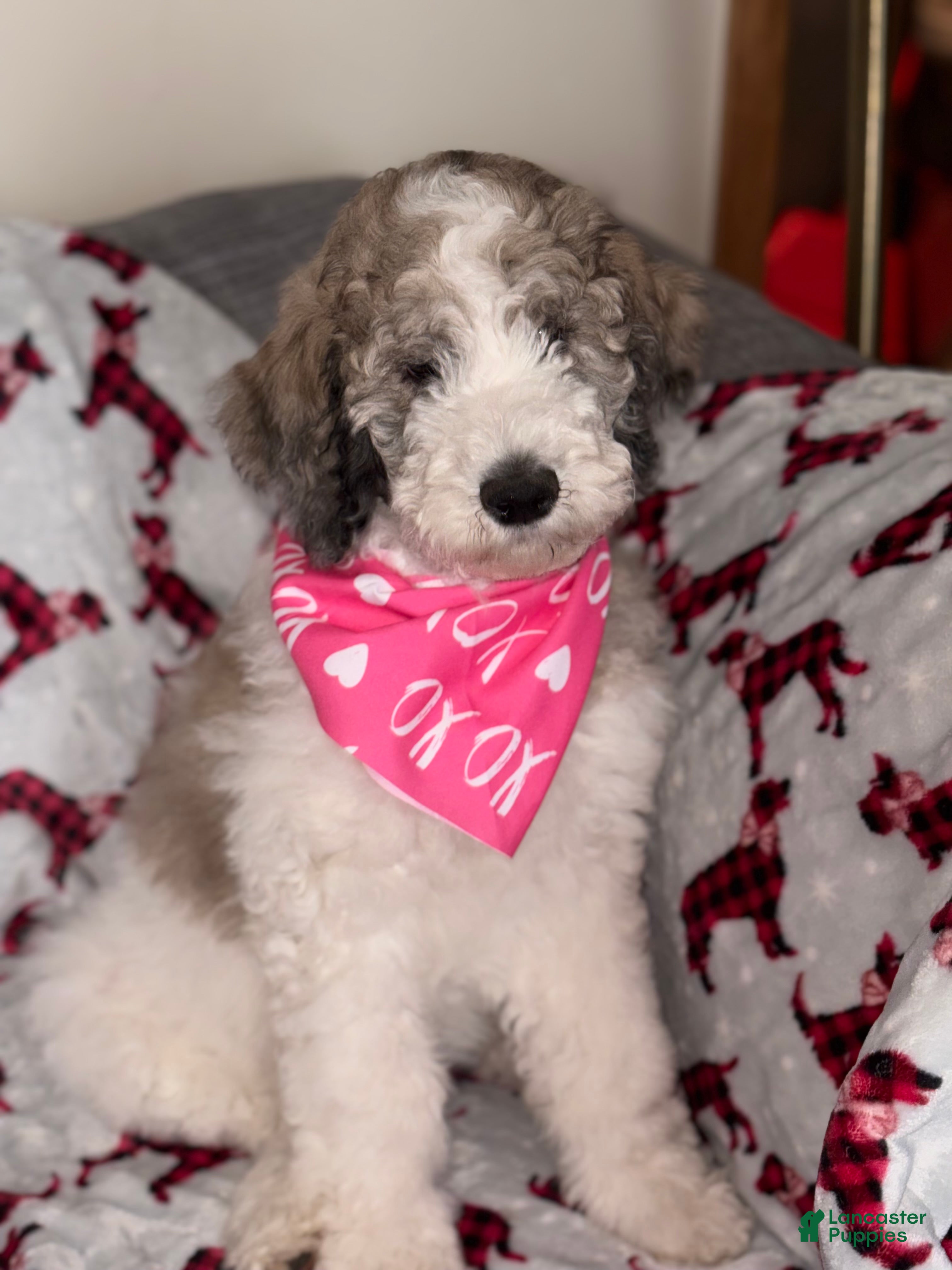 Bernedoodle dogs Cookie - Ad 2