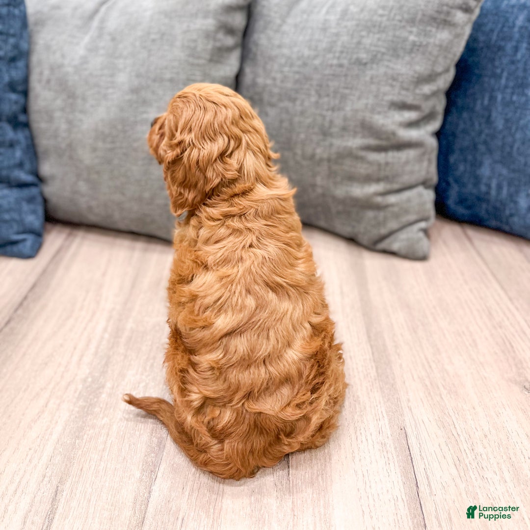 Cavapoo dogs for sale: Bambi - Ad 5