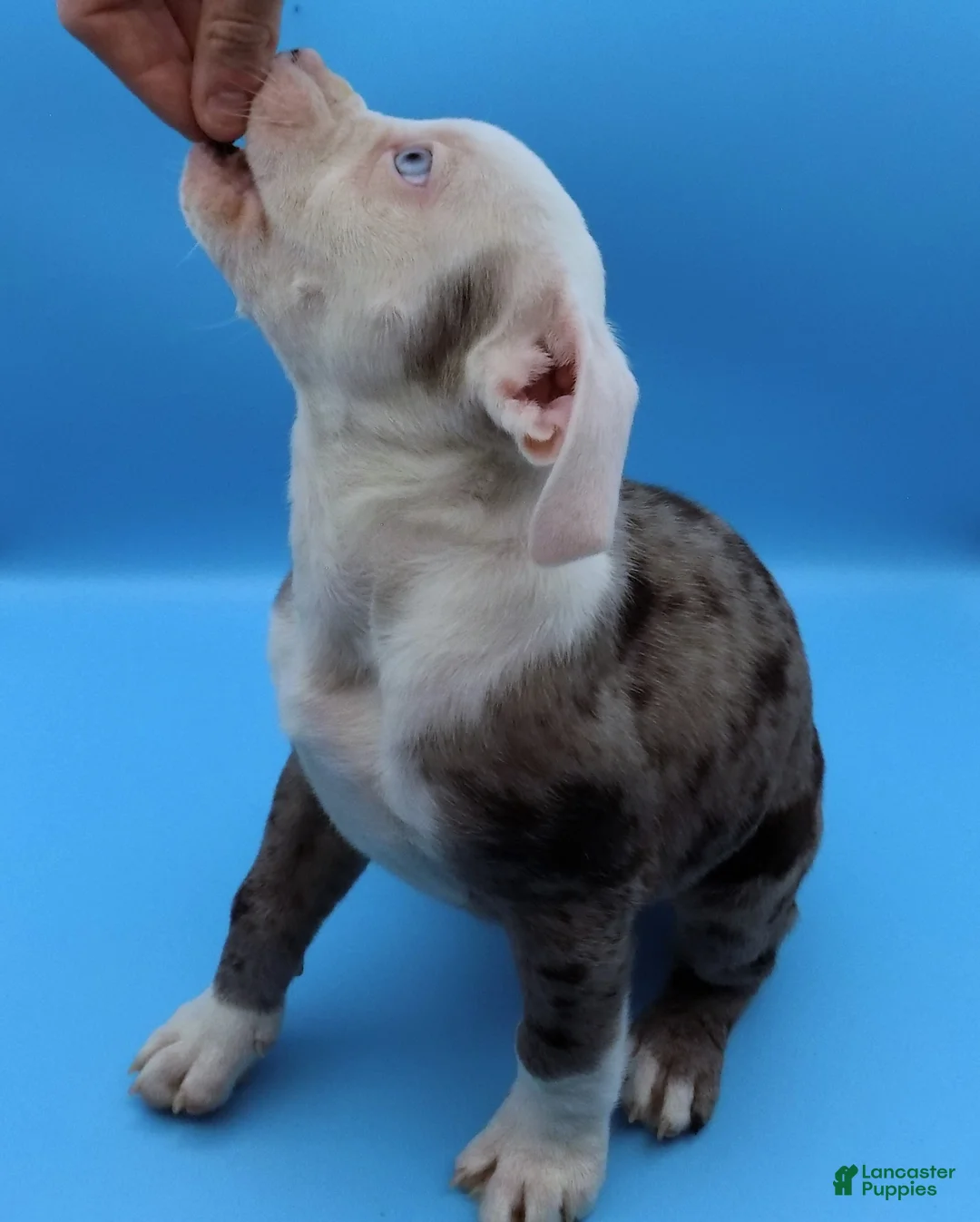 Mixed Breed dogs for sale: Zuko - Ad 4