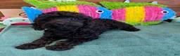 Cockapoo dogs for sale: Rocky - Ad 2
