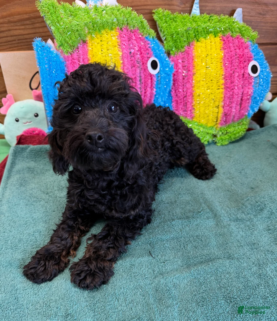 Cockapoo dogs for sale: Rocky - Ad 2
