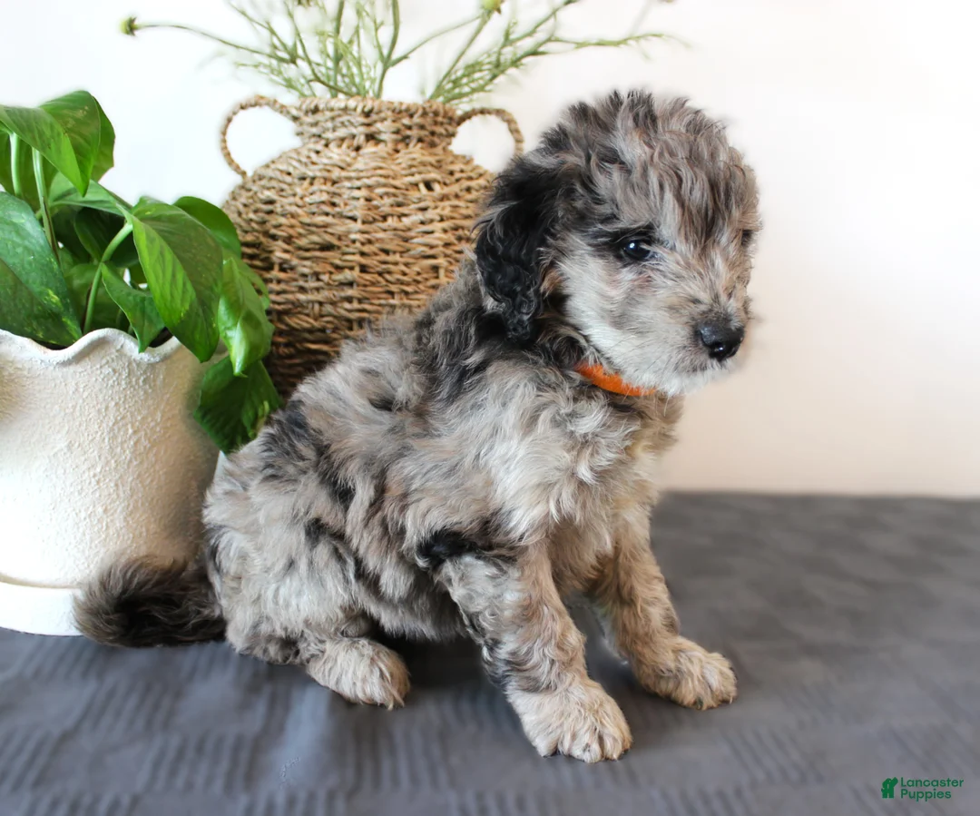 Mini Goldendoodle dogs for sale: Grover - Ad 2