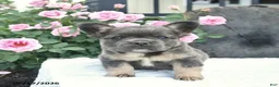 French Bulldog dogs for sale: Salty  - Ad 1