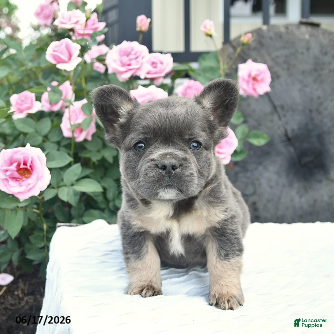 French Bulldog dogs for sale: Salty  - Ad 1
