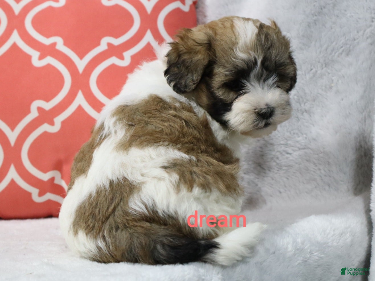 Shihpoo dogs Sienna  - Ad 1