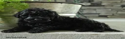 Yorkiepoo dogs for sale: Jet - Ad 4