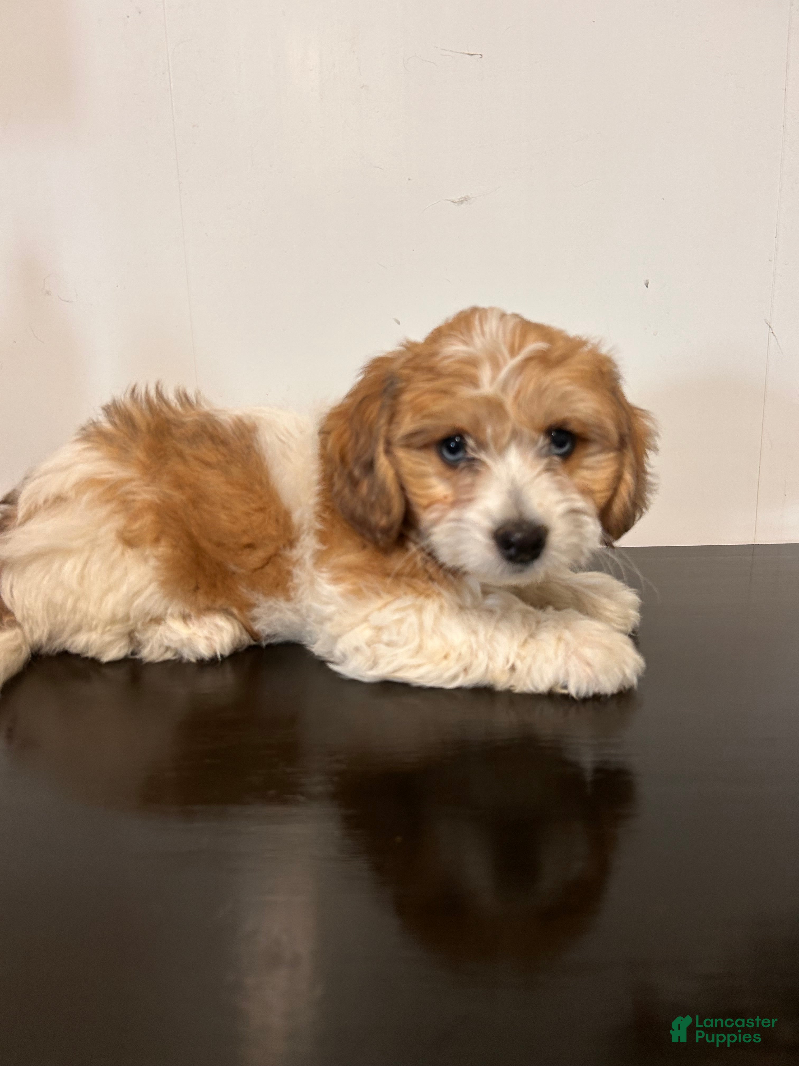 Mixed Breed dogs Colton - Ad 1