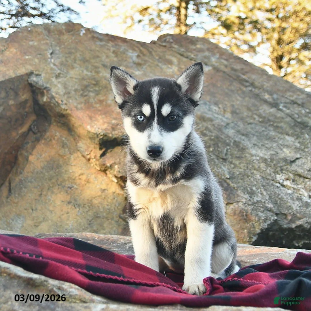 Gerberian Shepsky dogs for sale: Jewels  - Ad 3