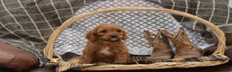 Cavapoo dogs for sale: Janson - Ad 7