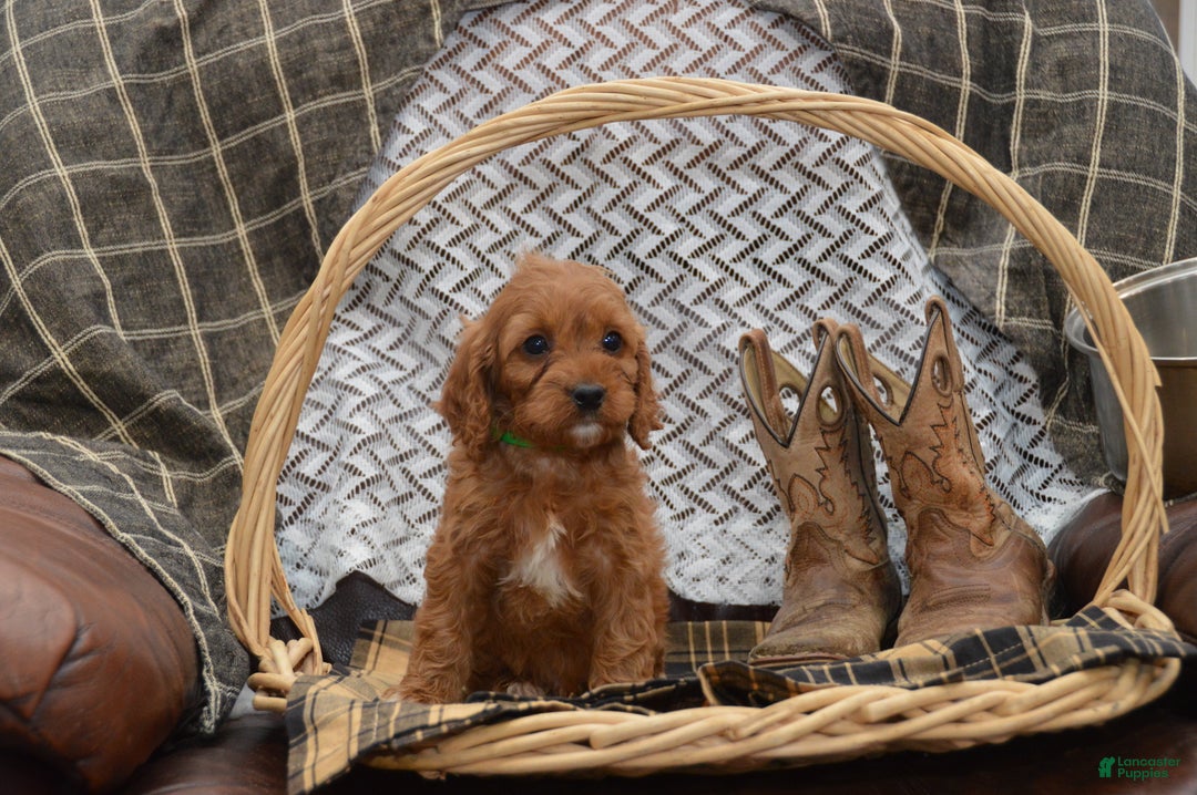 Cavapoo dogs for sale: Janson - Ad 7