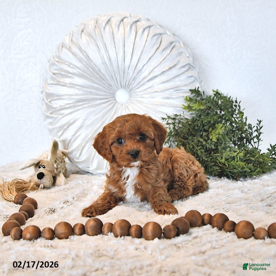 Cavapoo dogs Toby EXTRA SMALL - Ad 2