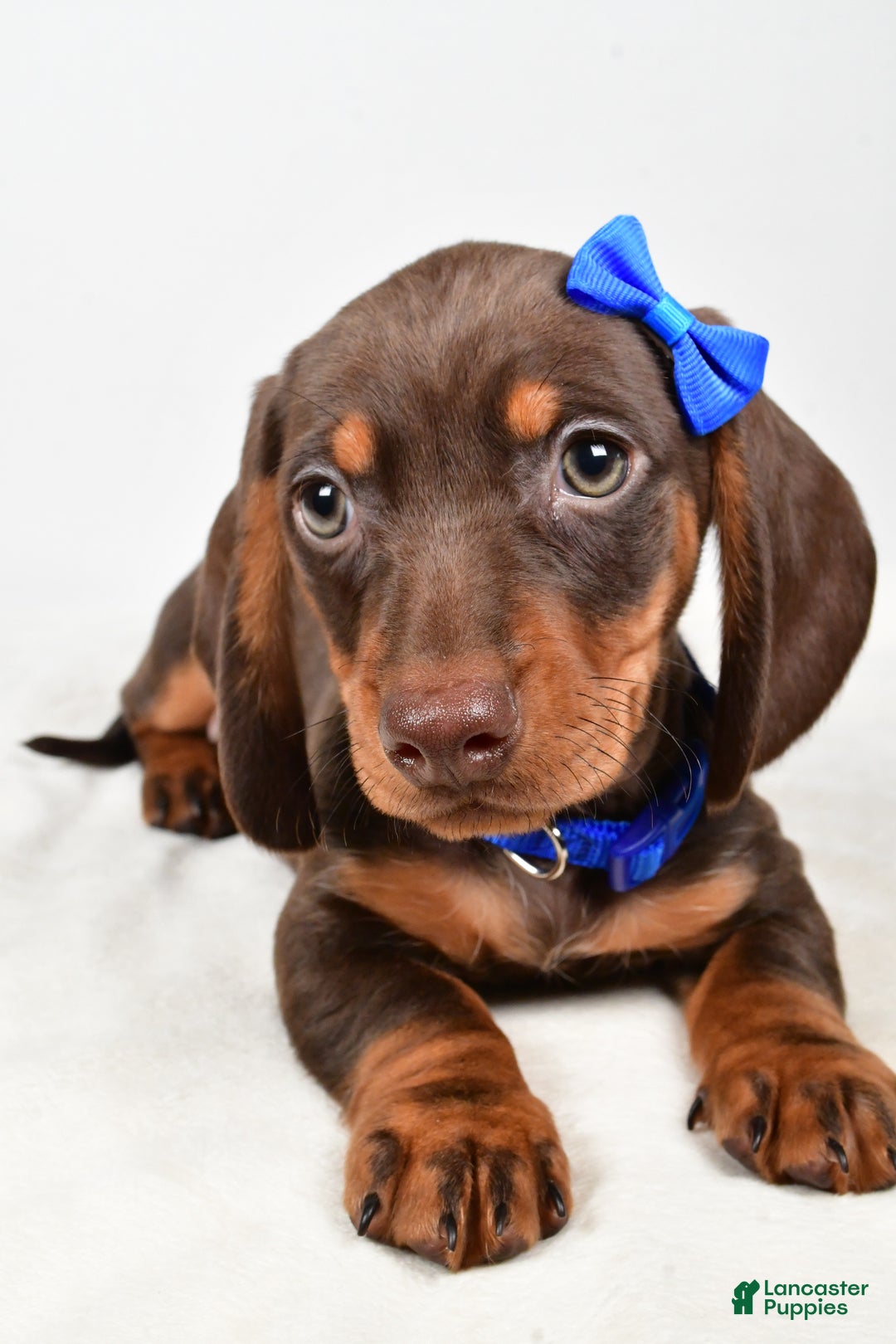Miniature Dachshund dogs for sale: Kendall - Ad 6