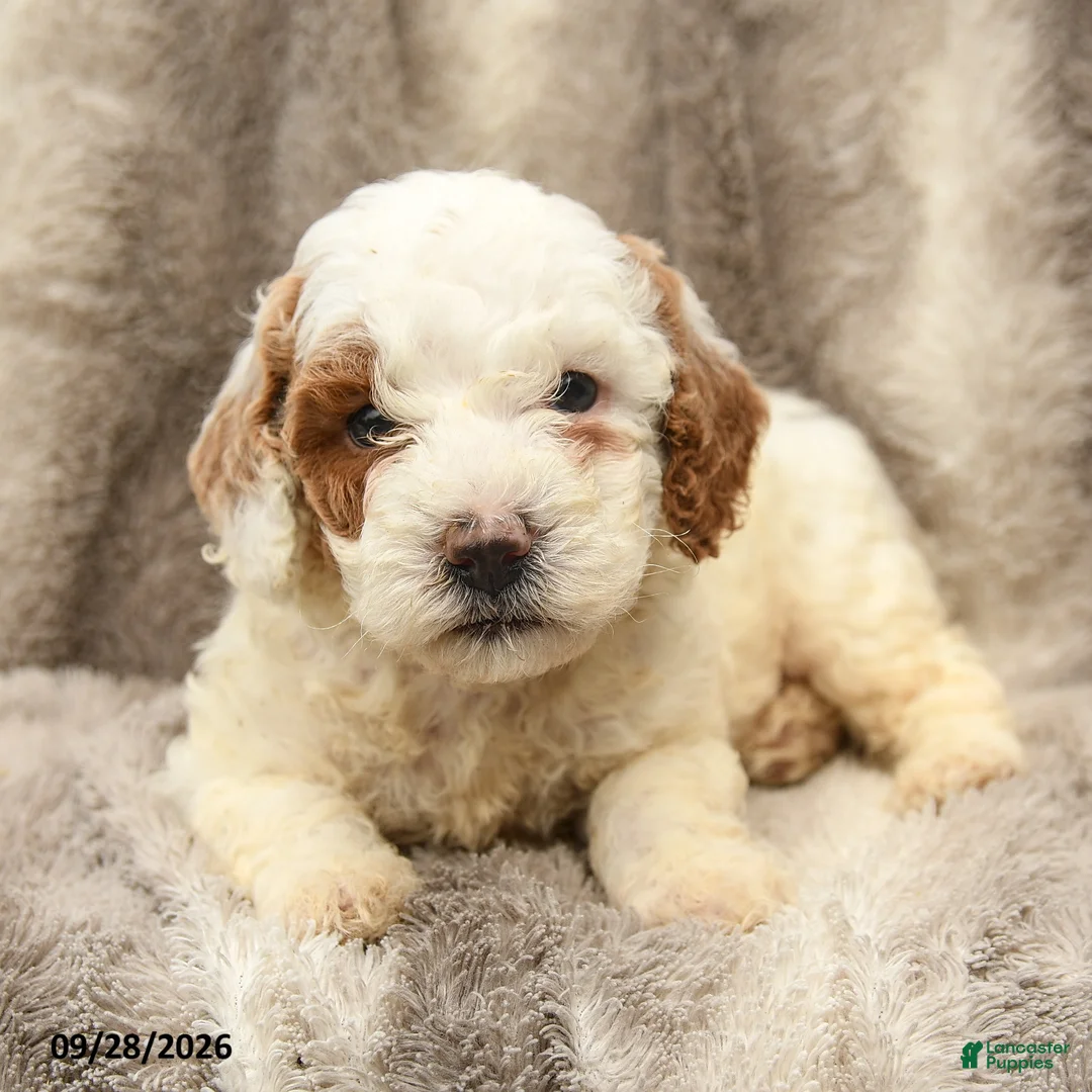 Miniature Poodle dogs for sale: Max - Ad 2