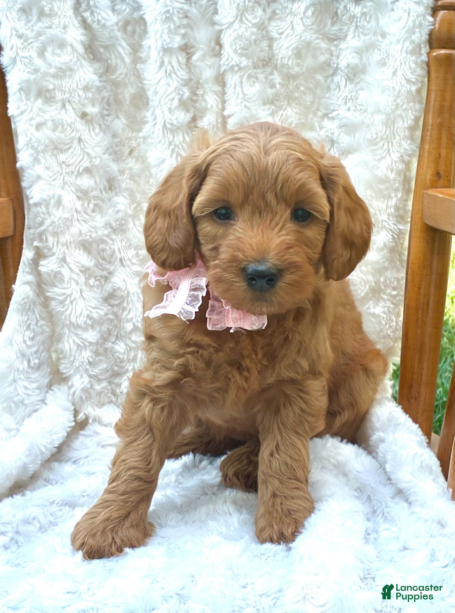 Mini Goldendoodle dogs Daisy - Ad 34