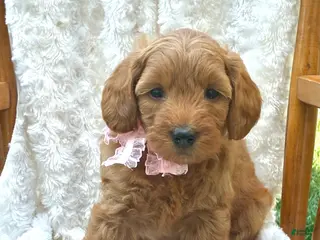 Mini Goldendoodle dogs Daisy - Ad 34