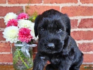 Giant Schnauzer dogs - Ad 9