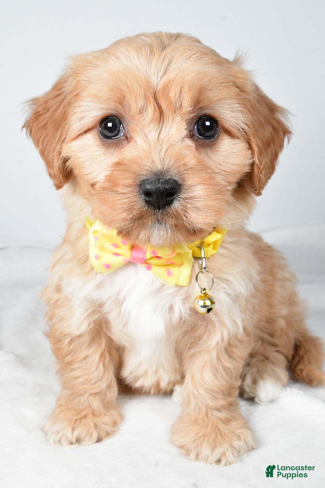 Cavachon dogs for sale: Gary - Ad 7
