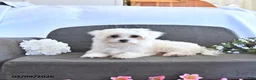 Maltese dogs for sale: Romeo EXTRA SMALL - Ad 6