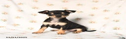 Chihuahua dogs for sale: Milly - Ad 1