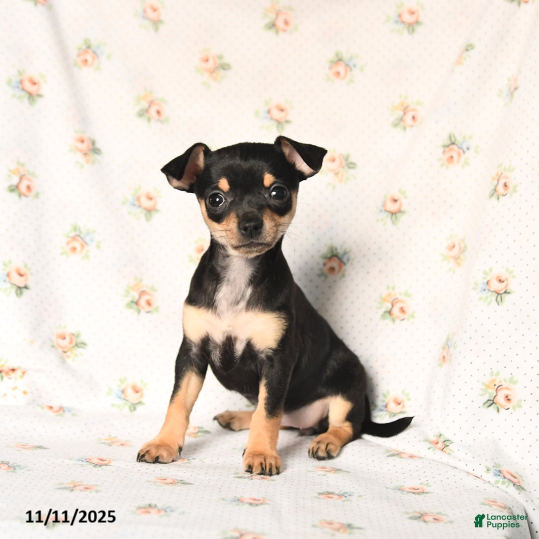 Chihuahua dogs for sale: Milly - Ad 1