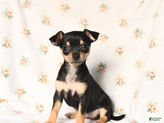 Chihuahua dogs Milly - Ad 19