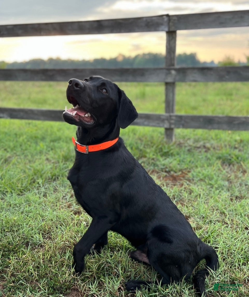 Buck