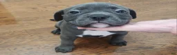 American Bully dogs for sale: Blue w/ white chest patch Female - Ad 8