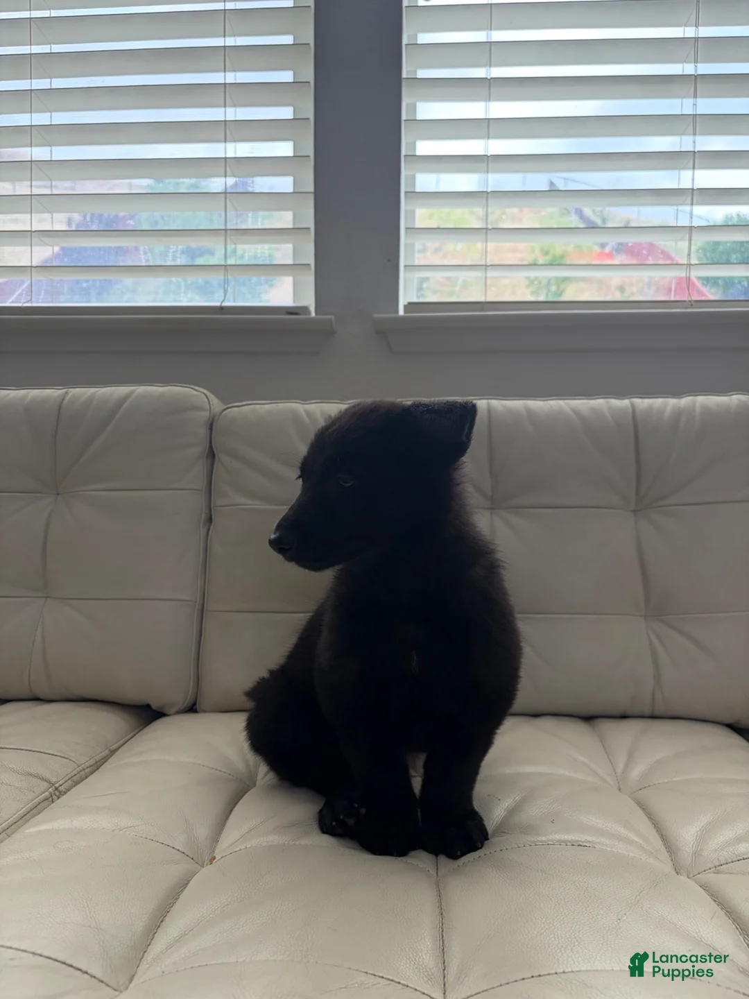 German Shepherd dogs for sale: Kairo - Ad 2