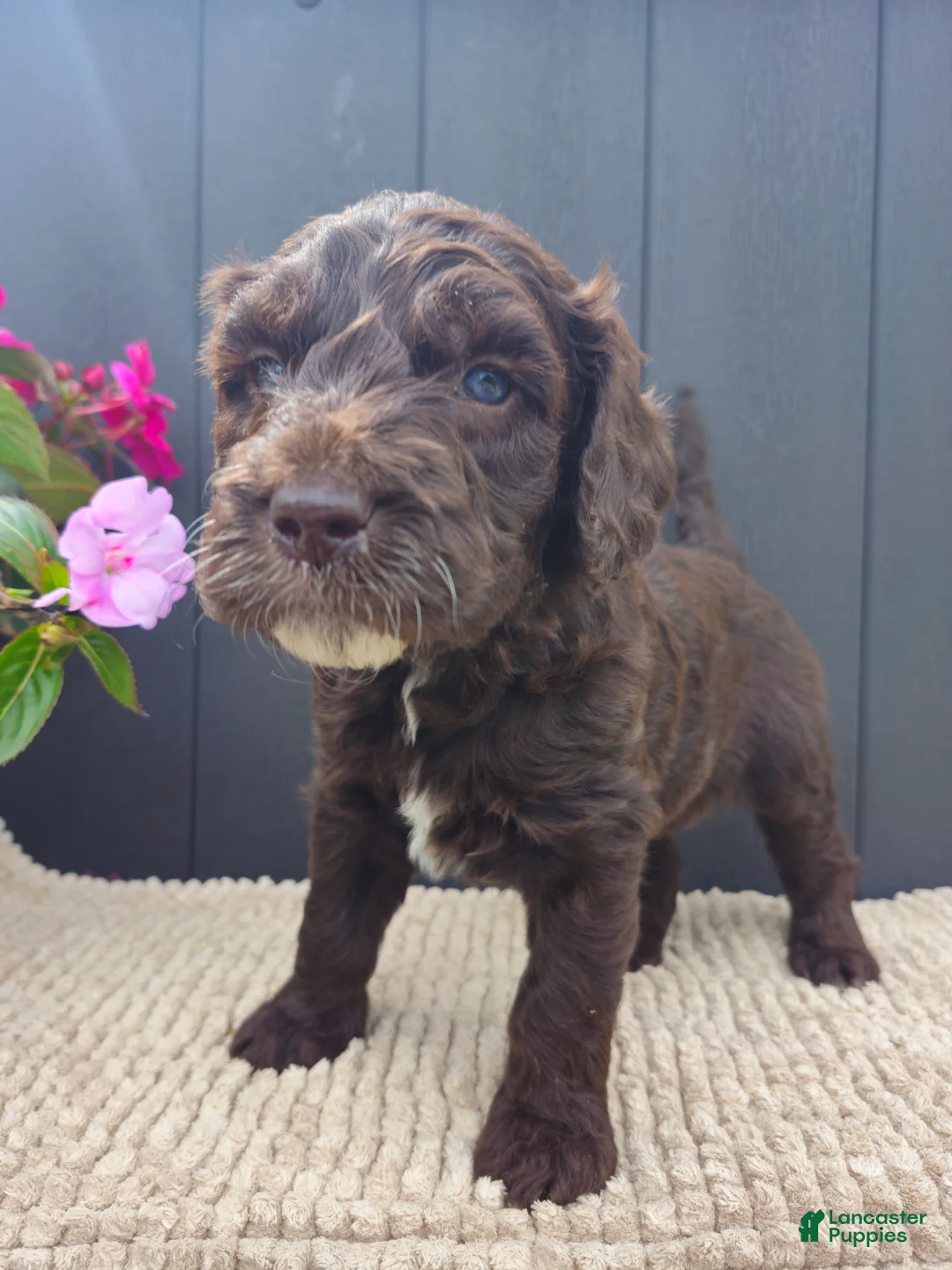 Labradoodle dogs for sale: Copper - Ad 2