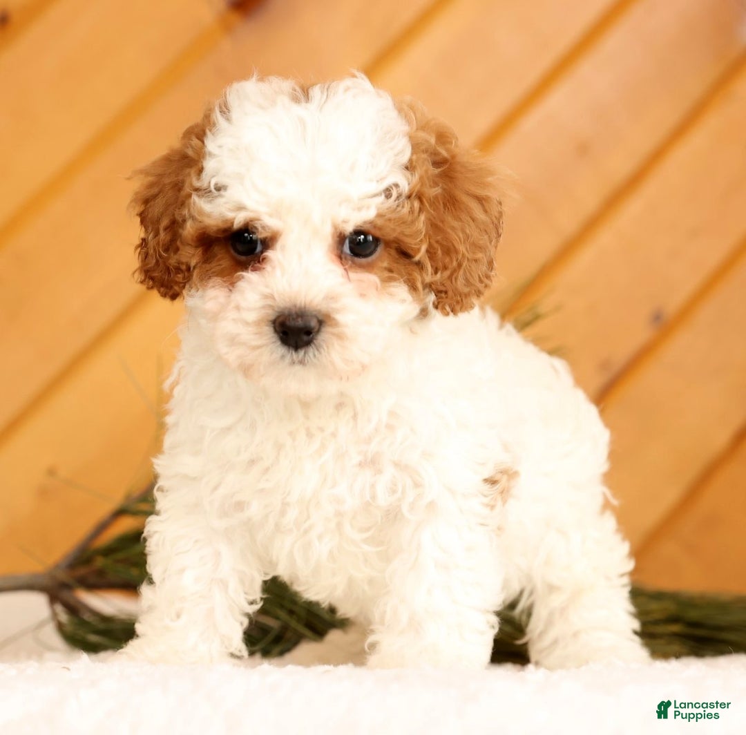 Cavapoo dogs for sale: Jingle - Ad 6
