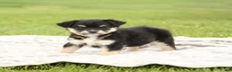 Mixed Breed dogs for sale: Nevada - Ad 2
