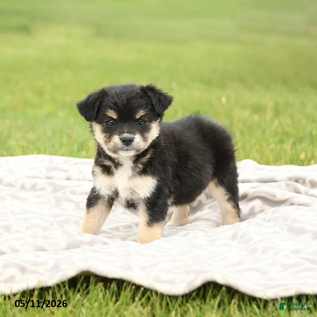 Mixed Breed dogs for sale: Nevada - Ad 2