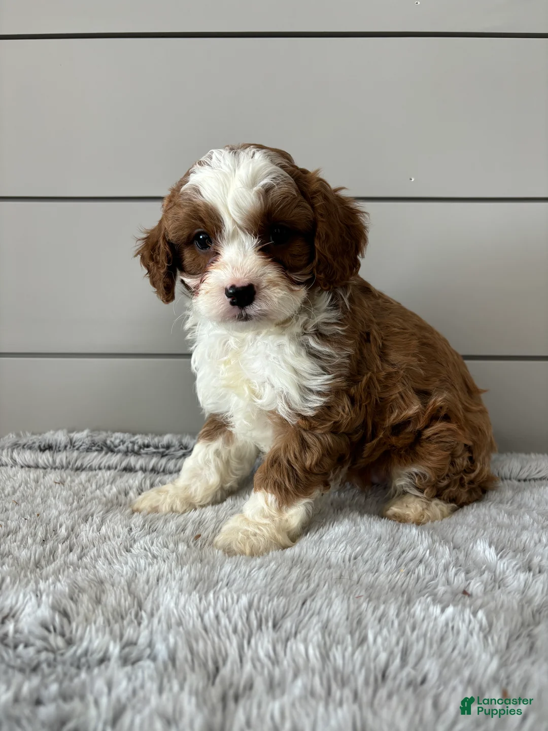 Cavapoo dogs for sale: Maverick  - Ad 4