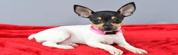 Toy Fox Terrier dogs for sale: Dora - Ad 1