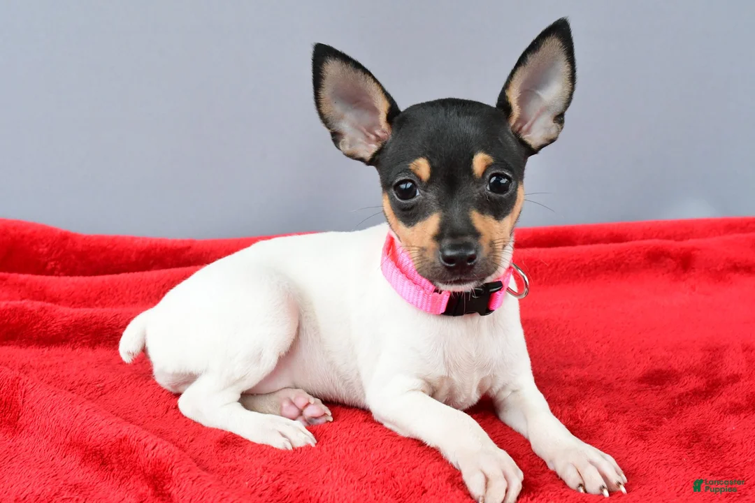 Toy Fox Terrier dogs for sale: Dora - Ad 1