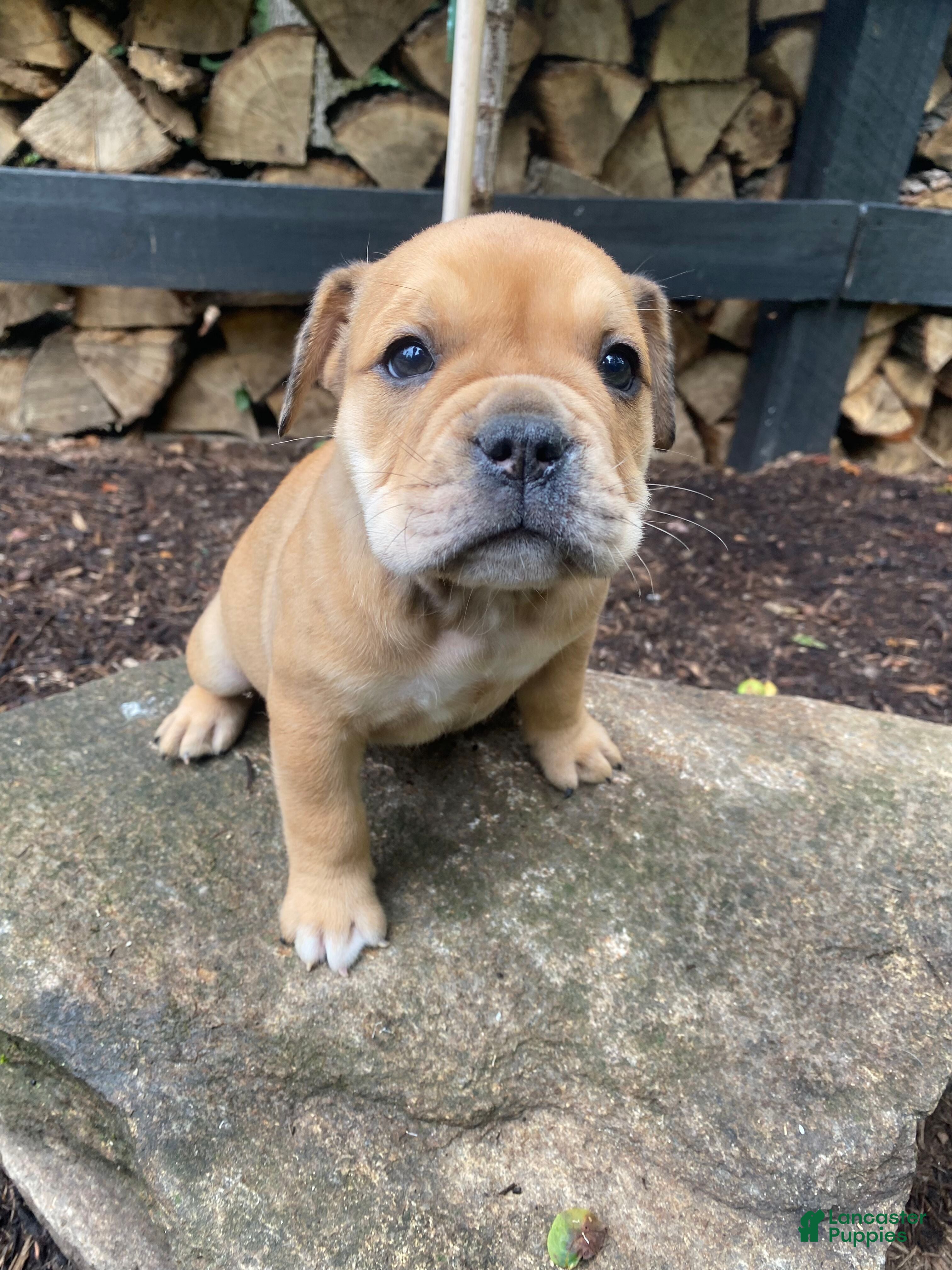 Mixed Breed dogs Layla - Ad 1