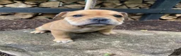 Mixed Breed dogs for sale: Layla - Ad 1