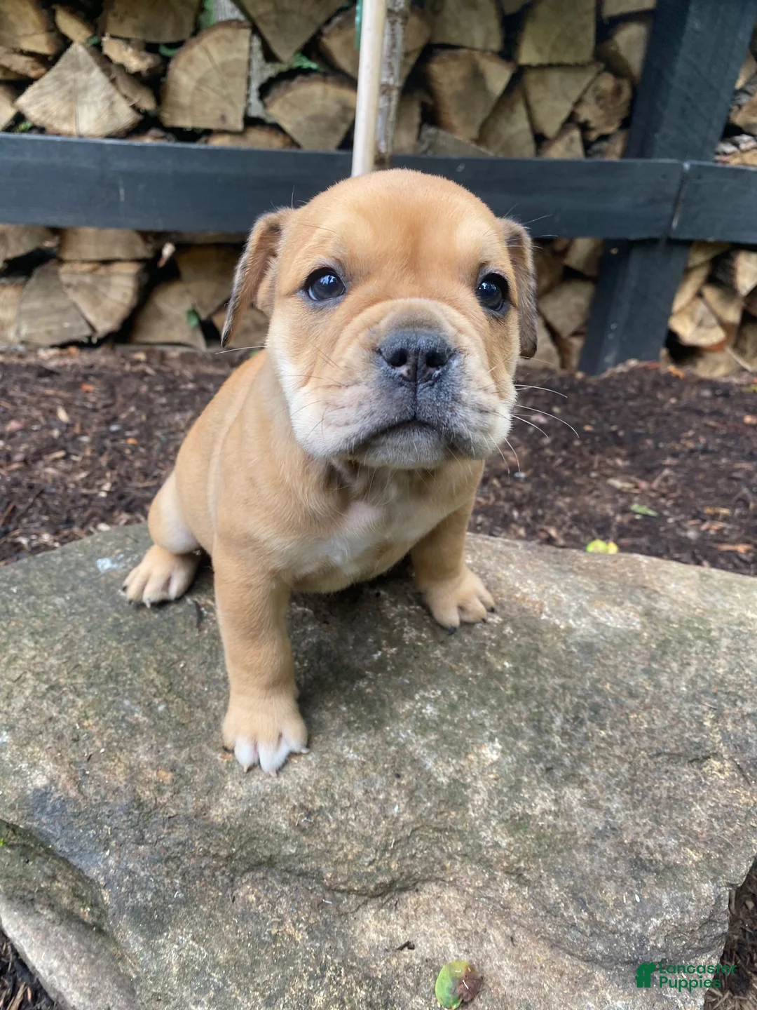 Mixed Breed dogs for sale: Layla - Ad 1