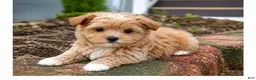 Maltipoo dogs for sale: Scarlett - Ad 3