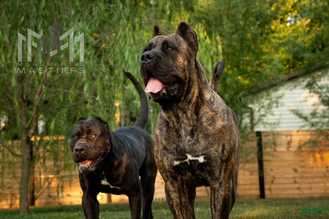 Mixed Breed dogs for sale: Dark Pink Collar Female - Ad 5