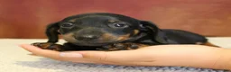 Miniature Dachshund dogs for sale: Otto - Ad 2