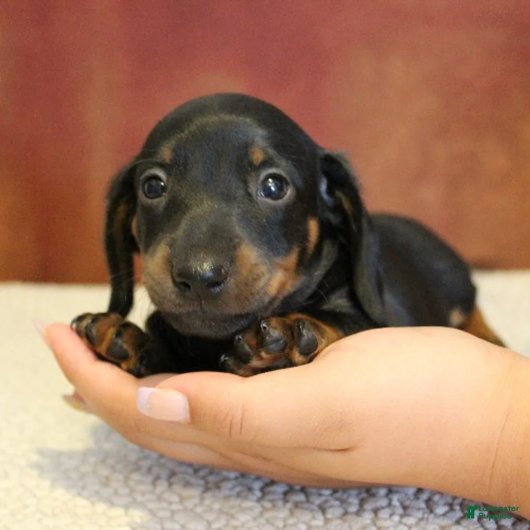 Miniature Dachshund dogs for sale: Otto - Ad 2