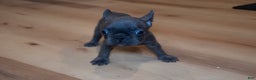 French Bulldog dogs for sale: LilBoy - Ad 11