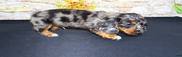 Miniature Dachshund dogs for sale: Avery - Ad 4