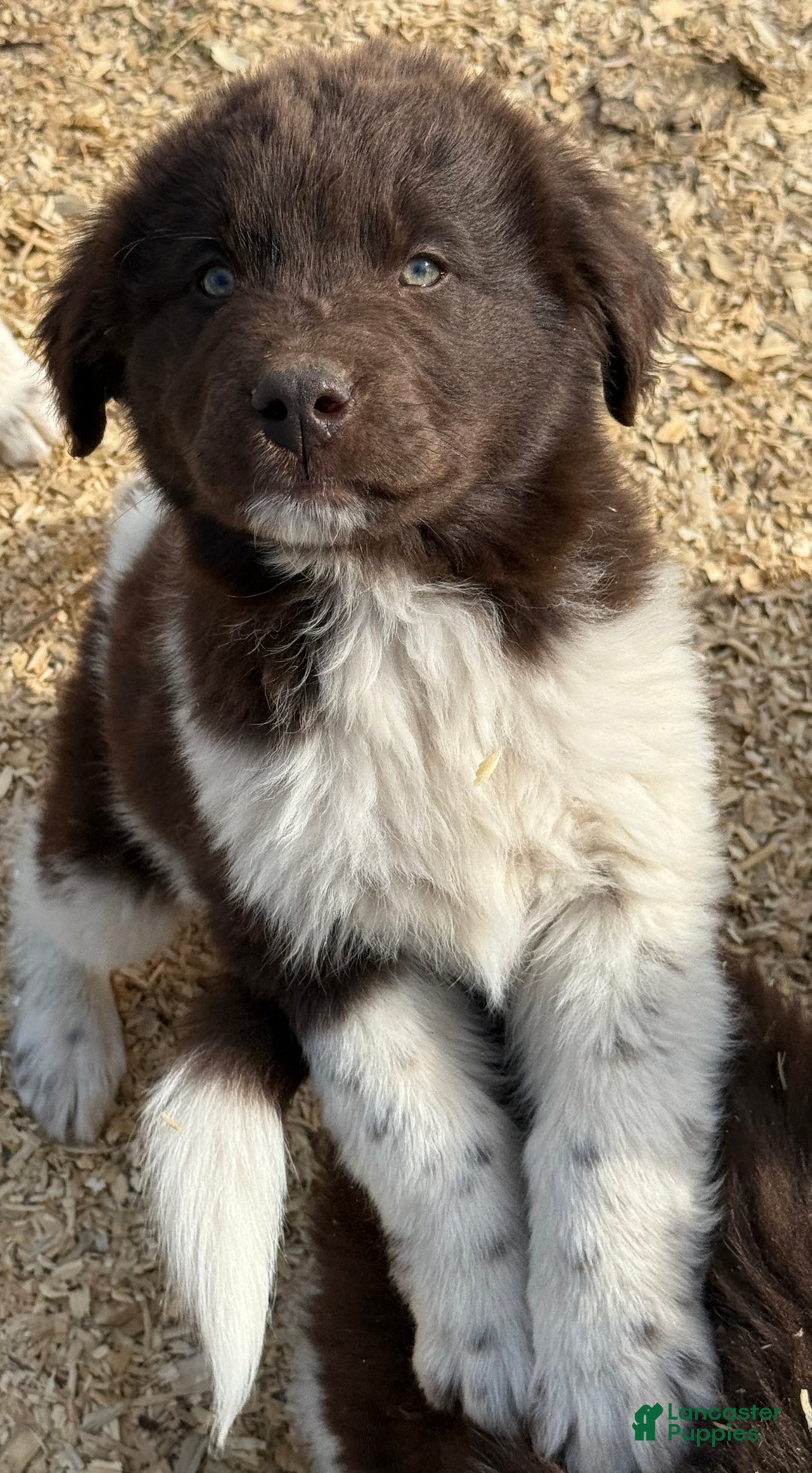 Newfoundland dogs for sale: Comet  - Ad 3