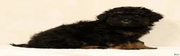 Mini Bernedoodle dogs for sale: Remi - Ad 7
