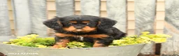 Cavalier King Charles Spaniel dogs for sale: Smores - Ad 4