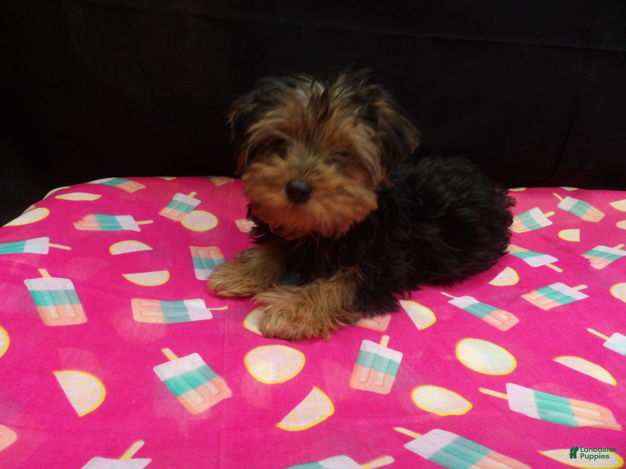 Yorkshire Terrier dogs for sale: Summer - Ad 18